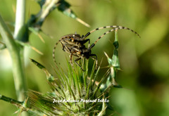 Agapanthia annularis