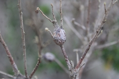 Gnorimoschema baccharisella