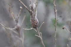 Gnorimoschema baccharisella