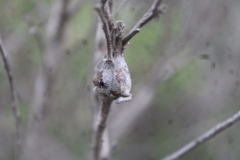 Gnorimoschema baccharisella