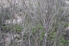 Gnorimoschema baccharisella