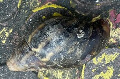 Lissachatina fulica