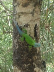 Sceloporus formosus