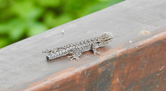 Lygodactylus chobiensis