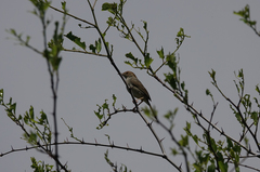 Cisticola fulvicapilla