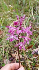 Dipodium punctatum