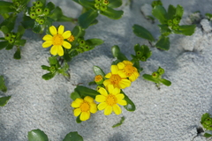 Senecio maritimus