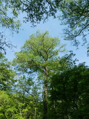 Taxodium distichum