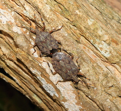 Coenomorpha nervosa