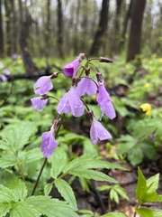 Cardamine quinquefolia