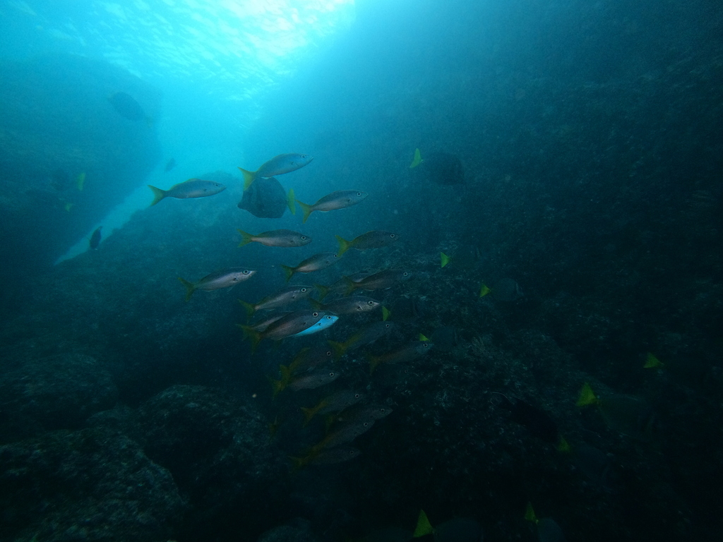 Golden snapper (Lutjanus inermis) — Lutjanidae