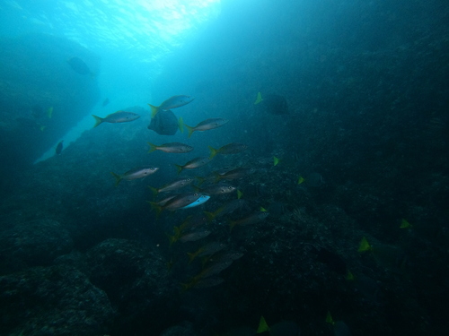 Golden snapper (Lutjanus inermis) — Lutjanidae
