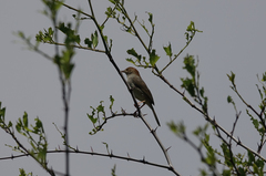 Cisticola fulvicapilla