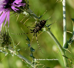 Agapanthia annularis