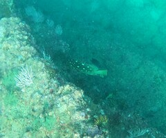 Epinephelus labriformis