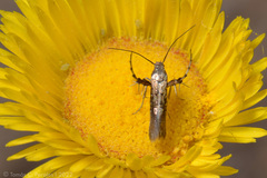 Heliodinidae