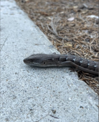 Elgaria multicarinata webbii