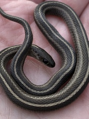Thamnophis brachystoma