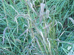 Setaria viridis pycnocoma