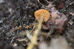 Hygrocybe miniata