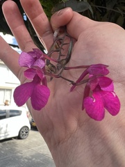 Comparettia falcata