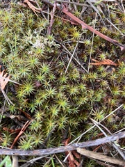 Polytrichum juniperinum