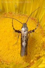 Heliodinidae