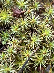 Polytrichum juniperinum