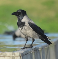 Corvus cornix