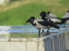 Corvus cornix