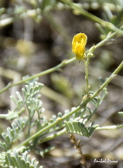 Adesmia pseudogrisea