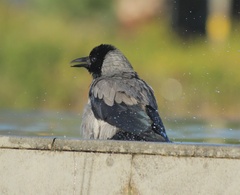 Corvus cornix