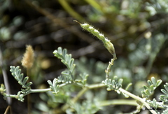 Adesmia pseudogrisea