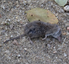 Crocidura
