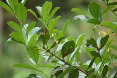 Eugenia brasiliensis