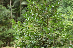 Eugenia brasiliensis
