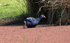 Porphyrio madagascariensis