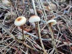 Crinipellis scabella