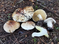 Suillus bellinii