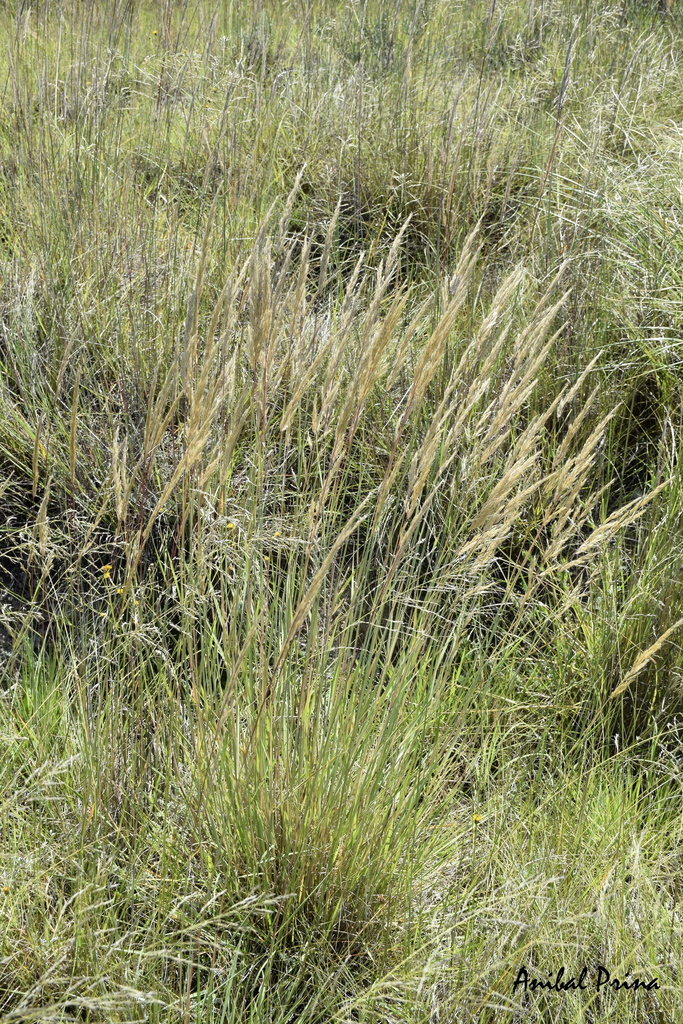 Sorghastrum pellitum from Puán, Provincia de Buenos Aires, Argentina on ...