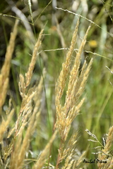 Sorghastrum pellitum