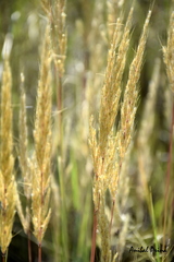 Sorghastrum pellitum