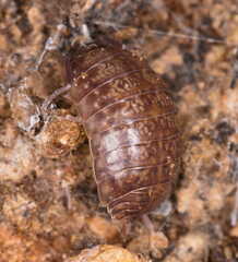 Porcellio gallicus