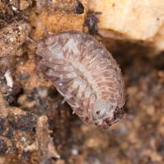 Porcellio gallicus