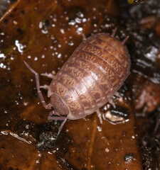 Porcellio gallicus