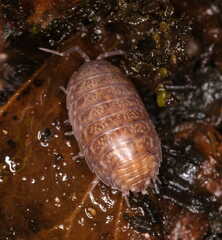 Porcellio gallicus