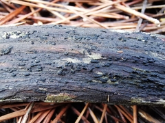 Hysterium angustatum