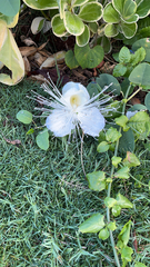 Capparis sandwichiana