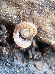 Blaniulidae