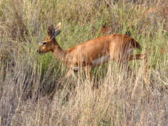 Raphicerus campestris campestris